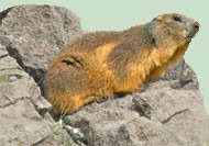 Conheça a marmota